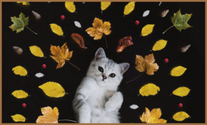 A cat lying in leaves