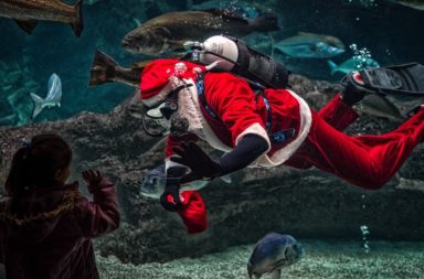 Santa swimming in a fish tank