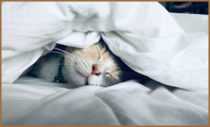 A cat sleeping under a quilt