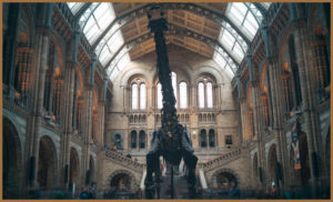 A diplodocus fossil in a museum