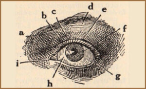 A textbook diagram of an eye